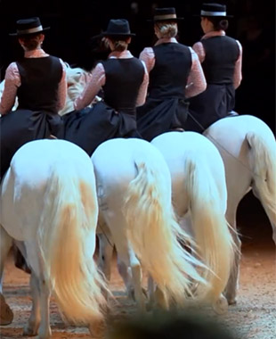 Carrousel en amazone et chevaux Camargue
