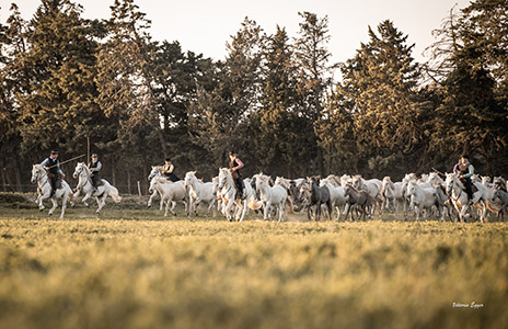Cavaliers camarguais