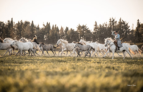 Chevaux au galop
