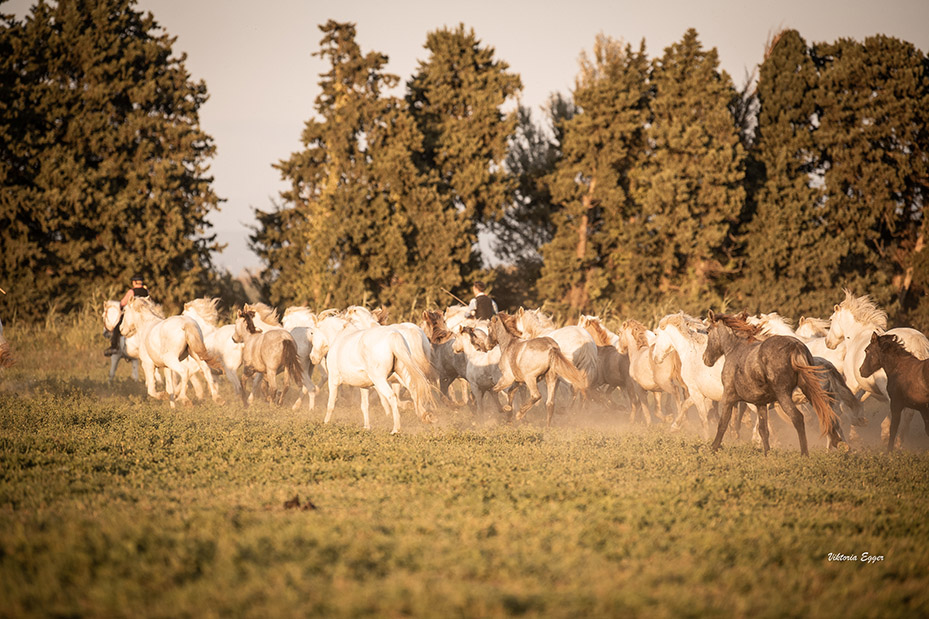 Gardians et chevaux camarguais