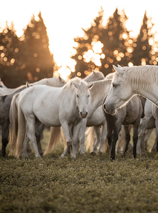 Troupeau camarguais